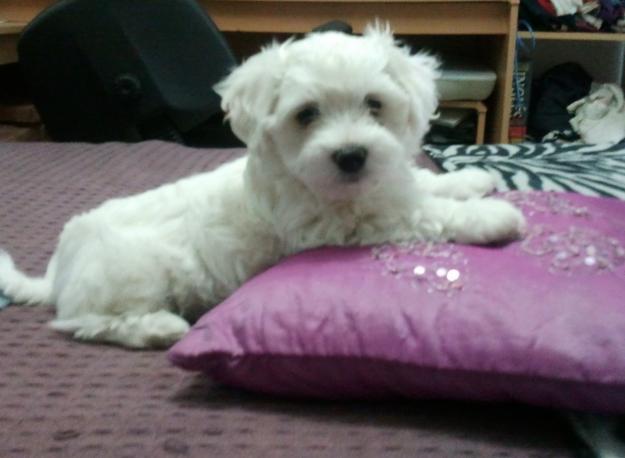 CACHORRO MACHO BICHON MALTES