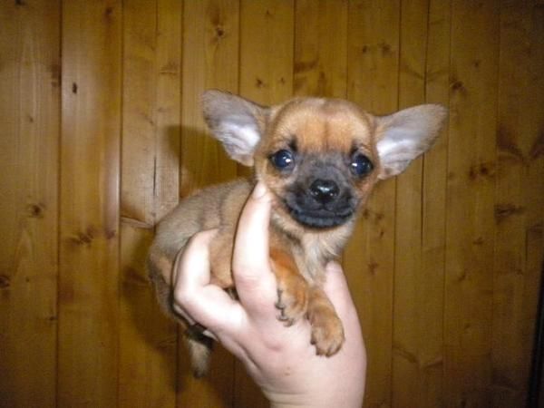 chihuahua mini