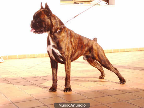 EXCEPCINAL BOXER DE EXPOSICION PARA MONTAS