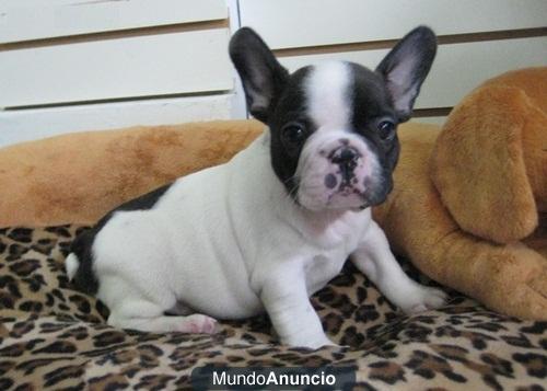 Extraordinarios Bulldog Frances, varios colores.