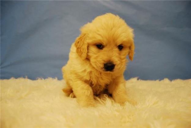 GOLDEN RETRIEVER CAMADA BUENA CALIDAD PEDIGRE