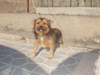 PERRITO EN MUY MALAS CONDICIONES URGENTE!! (ALICANTE)