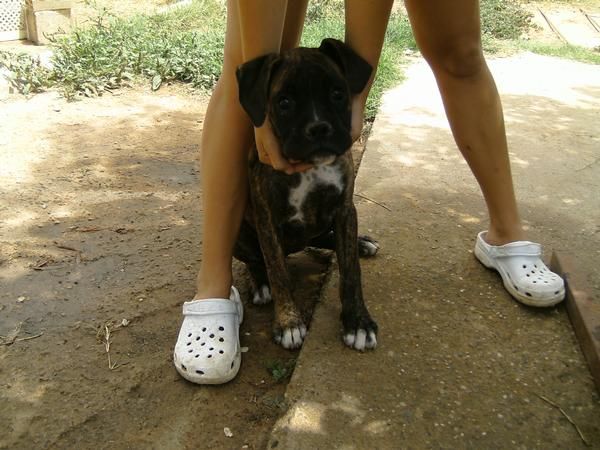 se vende boxer hembra