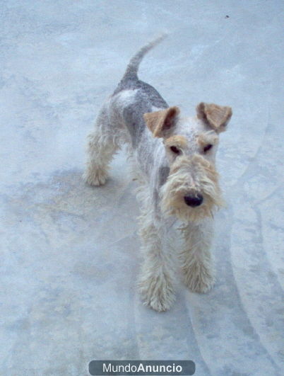 Se vende hembra fox terrier de pelo duro