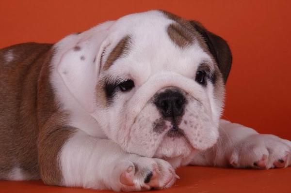 SE VENDEN PRECIOSOS CACHORRITOS BULLDOG INGLES