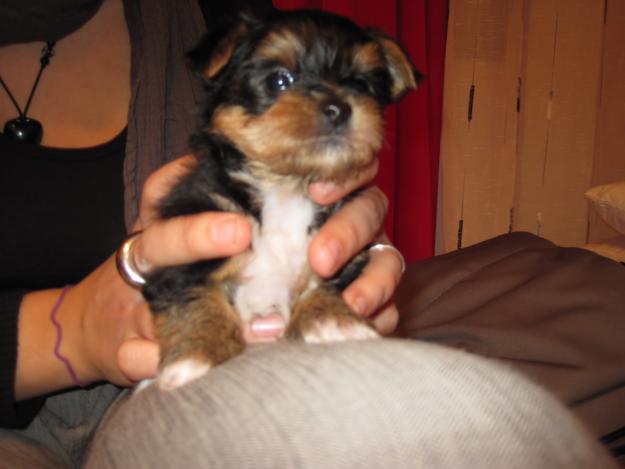 ULTIMOS 2 cachorros yorkshire mini en venta - Precio final 300€