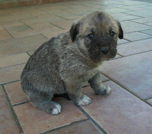 Últimos cachorros de mastín español (150 €)