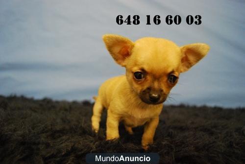 CACHORROS DE CHIHUAHUA TOY,DE PRIMERA CALIDAD