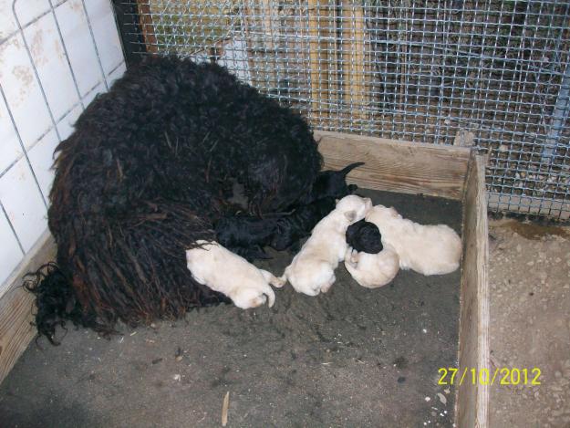 Cachorros de PULI