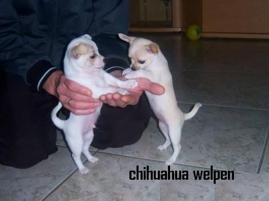 chihuahua mini mni