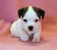 Excelentes cachorros de Jack Russel Cachorro, excelente pedigri