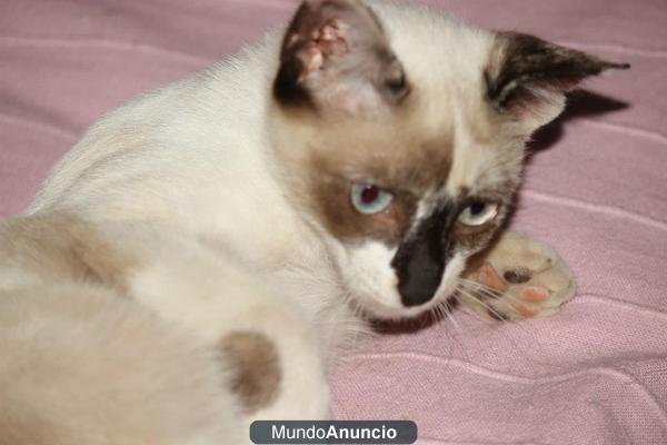 Gatita siames 4 meses en ADOPCION