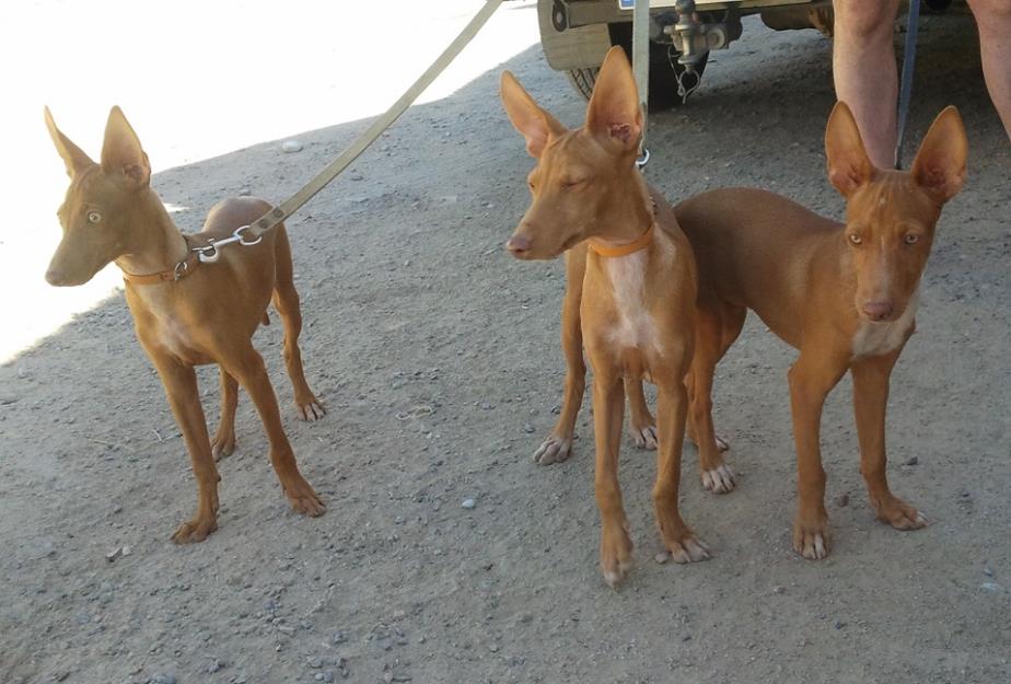 Podenco Andaluz