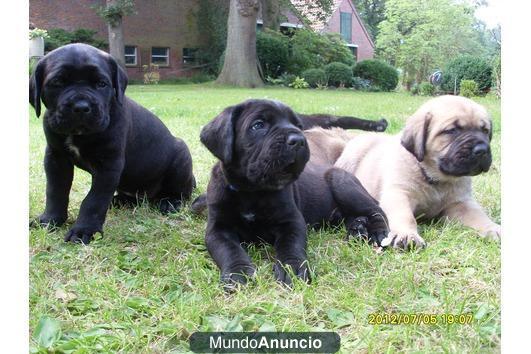 saludables cachorros Cane Corso para la venta