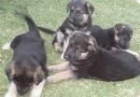 vendo cachorros de pastor aleman de trabajo 70 - mejor precio | unprecio.es