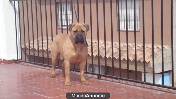 Venta cachorros Bullmastiff