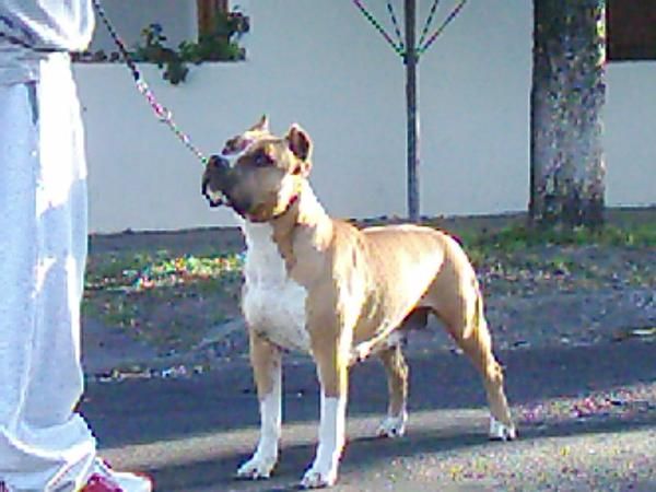 American Sttanford cachorros