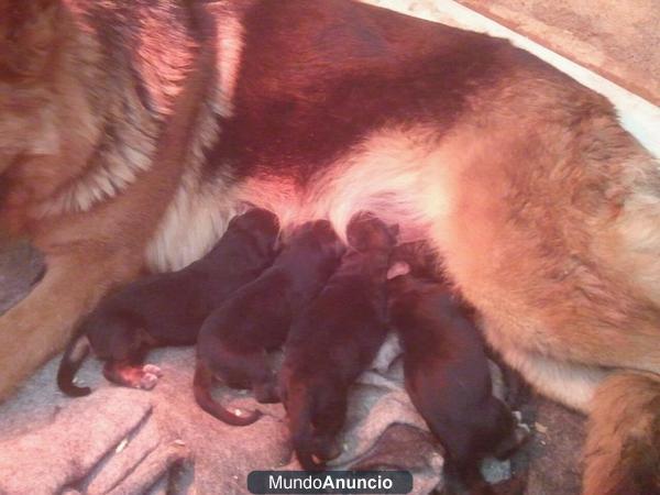 CACHORROS DE PASTOR ALEMAN