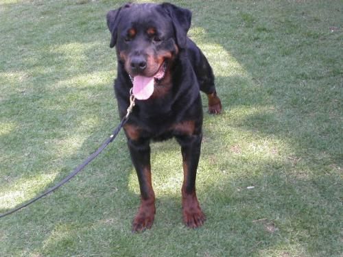 Cachorros Rottweiler Pedigree Internacional