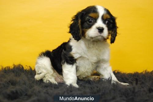 Cavalier King Cachorros con 2 mesucos excelentes