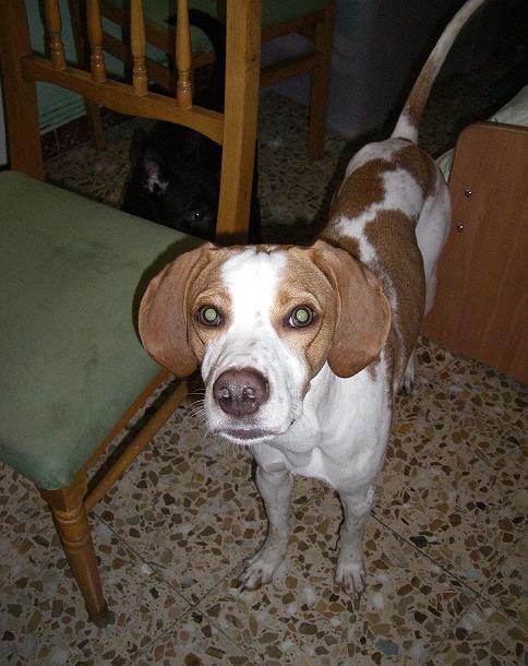 Cruce Pointer precioso en adopcion