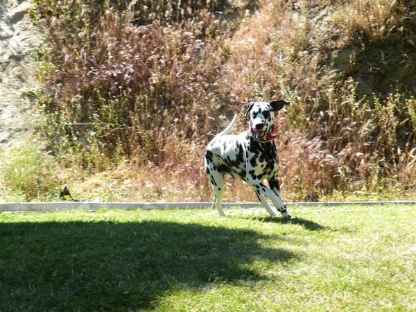 DALMATA EN ADOPCION