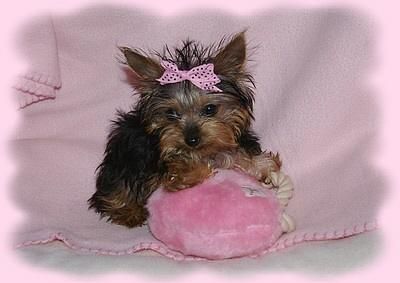 de driles can criadores de yorkshire terrier