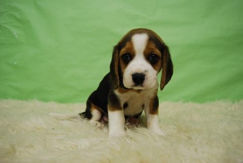 Disponemos de camada de Beagles con 2 meses listos para entregar