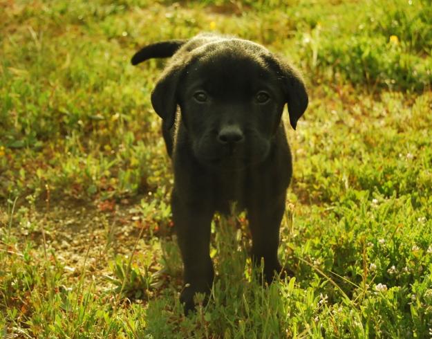 Ejemplares Labrador machos&hembras inscritos en LOE