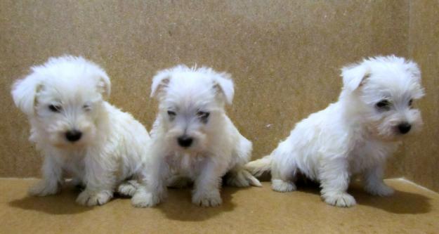 Fabulosos cachorros Westies, 280€