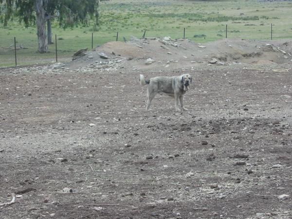 Mastines extremeños,cachorros,machos y hembras.150 Eur.