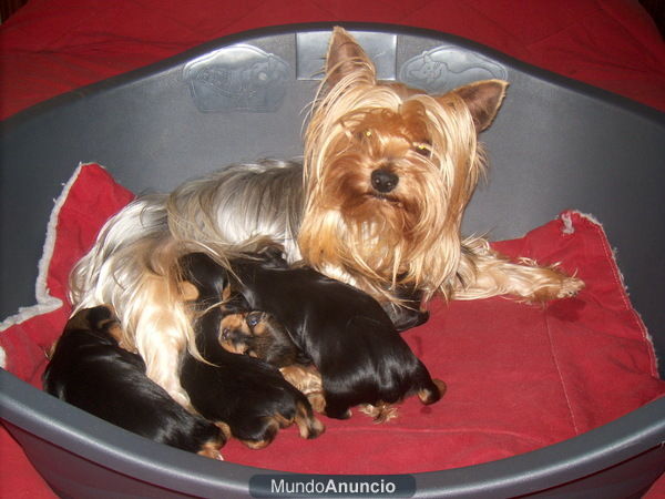 yorkshire terrier camada