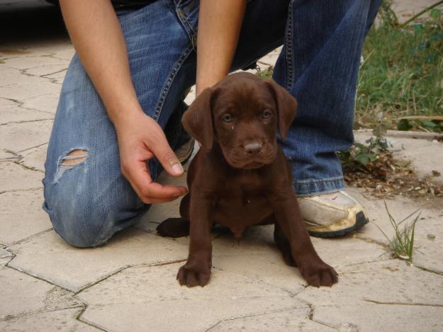 CACHORROS DE LABRADOR CHOCOLATE 600€