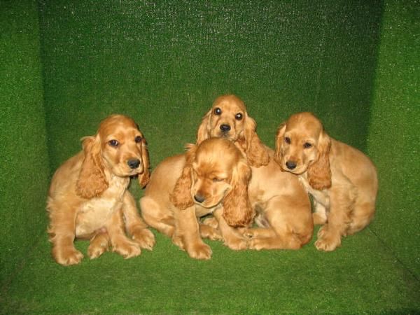 COCKER SPANIEL 190 euros preciosos