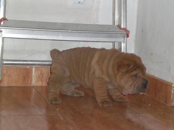 EN ZARAGOZA, particular, vendo cachorritos SHAR PEI, MUY MUY MUY BARATOS, SERIEDAD, PEDIGRE DE LA RSCE (LOE)