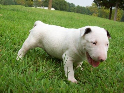 grandes personalidades bull terrier