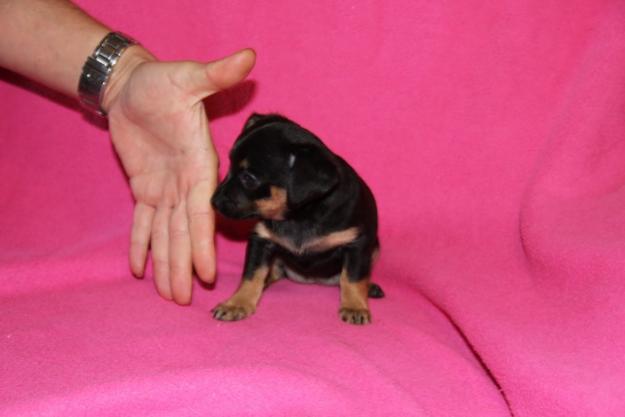 Pinscher mini