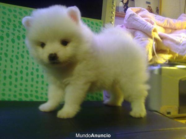 POMPONES DE POMERANIA DE CRIA NO TRAFICO.BLANCOS