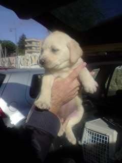 preciosos cachorros de LABRADOR CON PEDIGREE 360EUROS