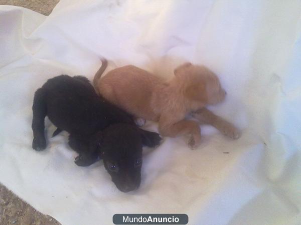 regalo cachorros mestizos ideales para campo