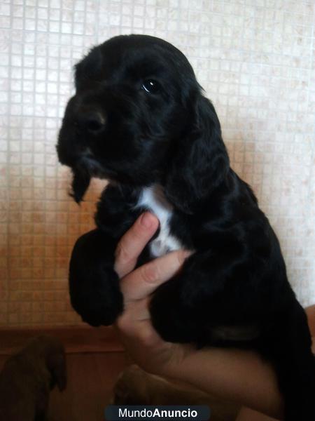 SE VENDEN COCKER SPANIEL