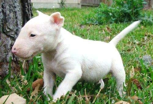 sólo ser el nuevo titular de este cachorro bull terrier,