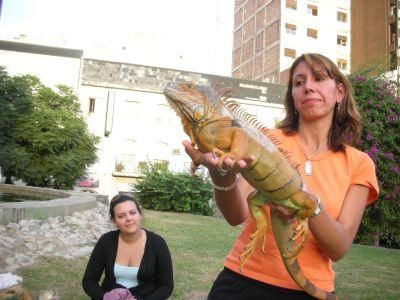 vendo iguana de mas de un metro