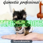 YORKSHIRE TOY 330€ 602 553 072 POSIBILIDAD DE FINANCIAR - mejor precio | unprecio.es