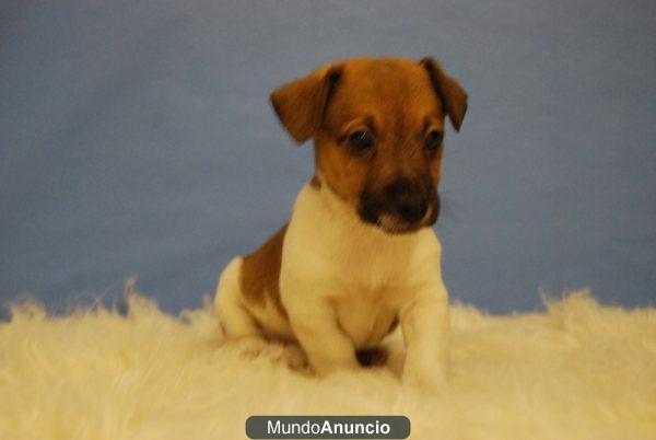 CACHORRITOS DE JACK RUSSELL TERRIER, FOTOS REALES