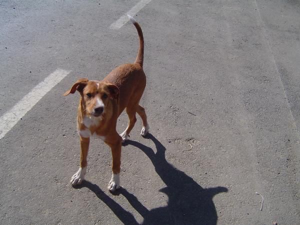 cachorro de podenco andaluz con breton