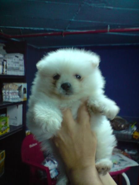 cachorro de POMERANIA BLANCO con PEDIGREE