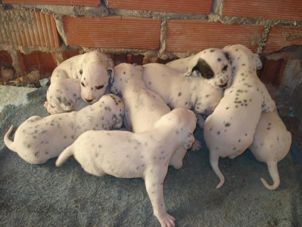 CACHORROS DALMATAS A 160 EUROS