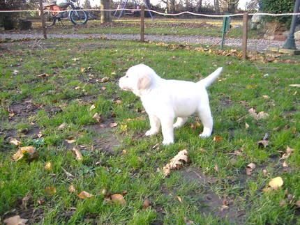 CACHORROS DE GOLDEN RETRIEVER CON PEDRIGREE