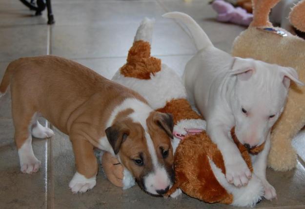 Fantasticos cachorros de bullterrier